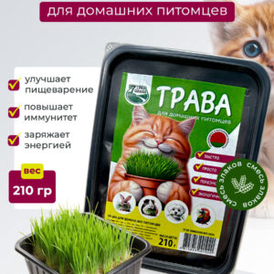 Трава для кошек в лотке